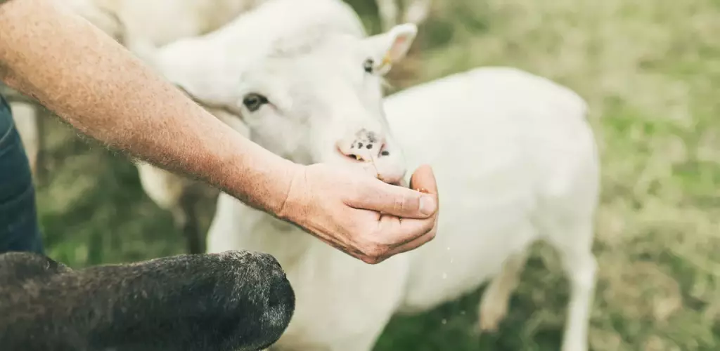 Alimentação Animal